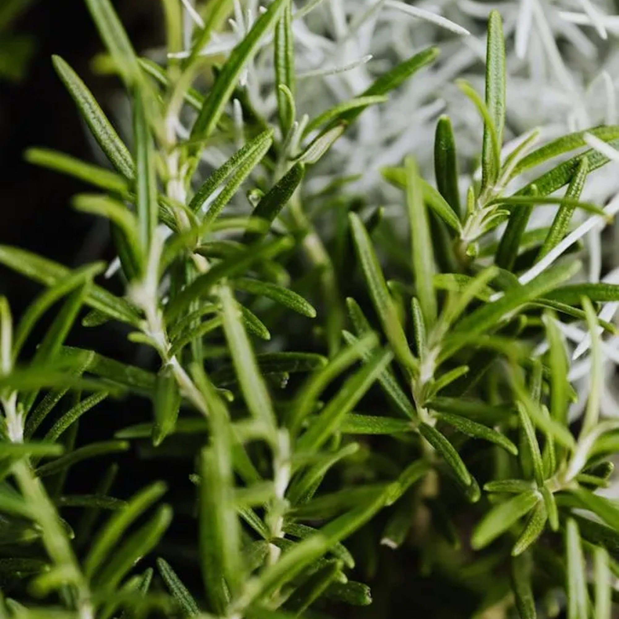 Rosemary and Hair Growth , Essential Oils for Scalp Health